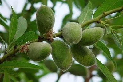 木本油料品种,中国高端木本油料