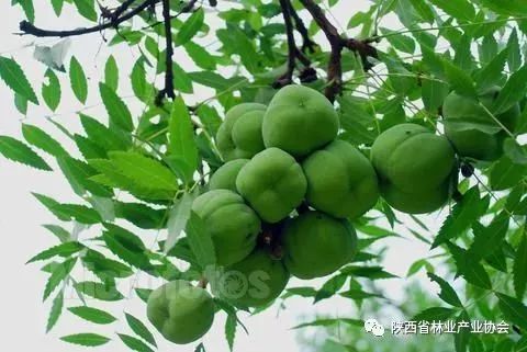 木本油料品种,中国高端木本油料