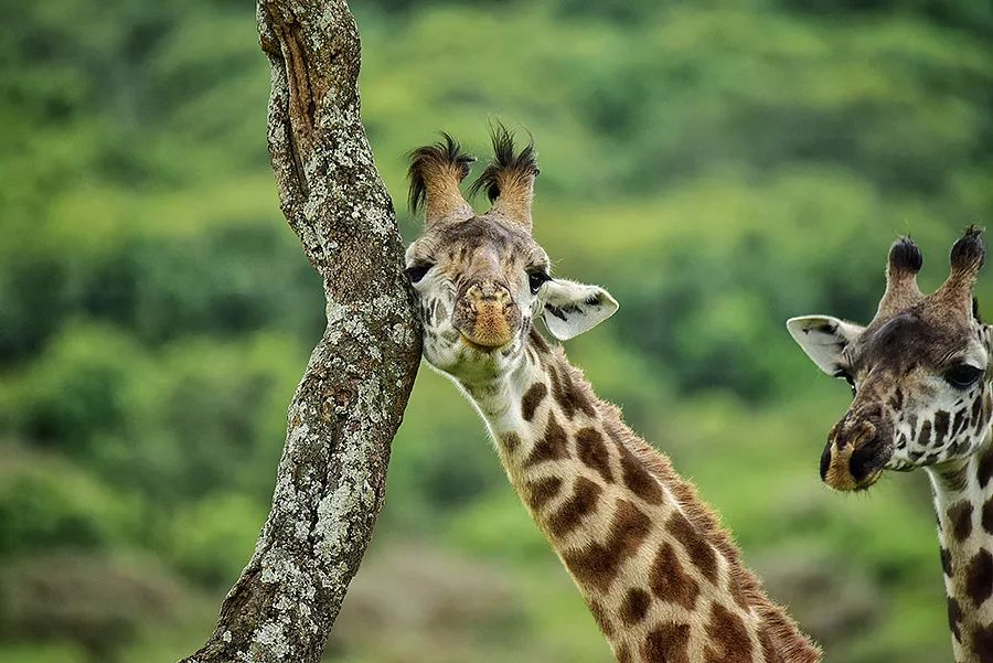 探索非洲动物世界|非洲—坦桑尼亚
