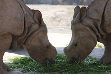 上海野生动物园游览攻略,上海野生动物园的旅游路线示意图