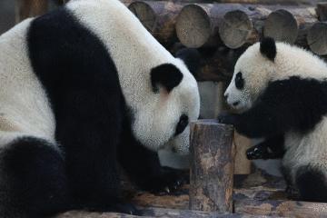上海野生动物园游览攻略,上海野生动物园的旅游路线示意图