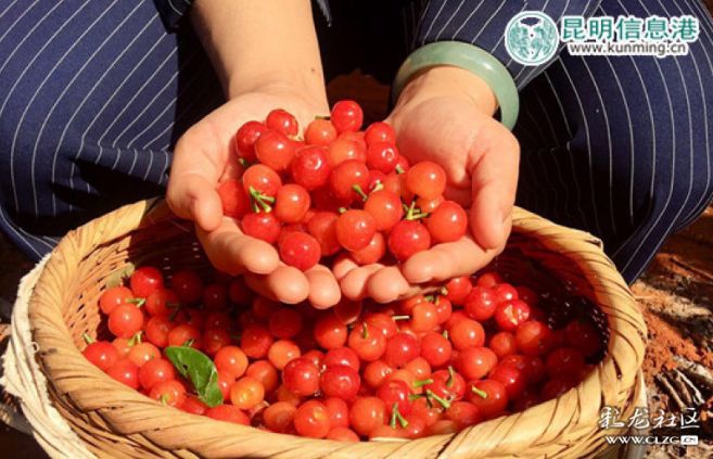 昆明最好吃的樱桃采摘园,昆明周边摘樱桃游玩景点推荐