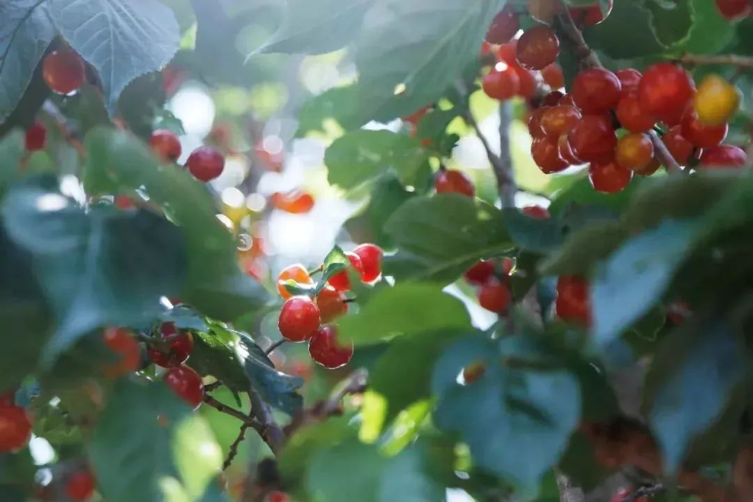 昆明最好吃的樱桃采摘园,昆明周边摘樱桃游玩景点推荐