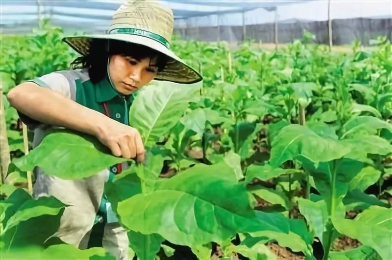 无纺布种植的优点与缺点,大田育苗用无纺布的技术