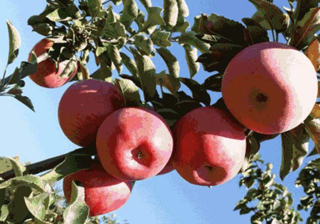 《12316三农热线》红红的脸蛋长斑啦，该咋整啊~