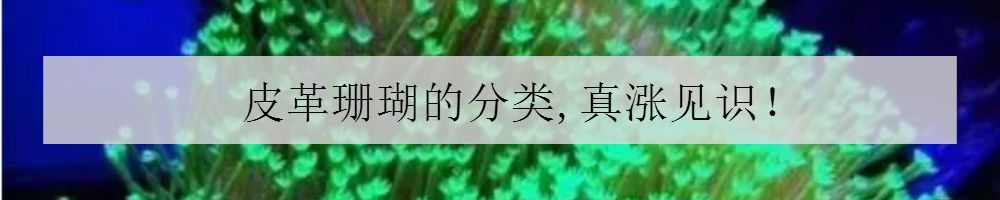 清洗鱼缸的好方法,下滤鱼缸主缸多久清洗