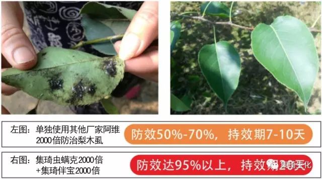 阿维菌素加上这些药效果翻倍,阿维菌素的特性和功效