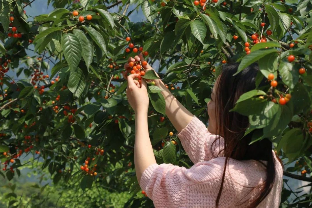 又一年樱桃采摘季,一年一度的大樱桃采摘模式已开启