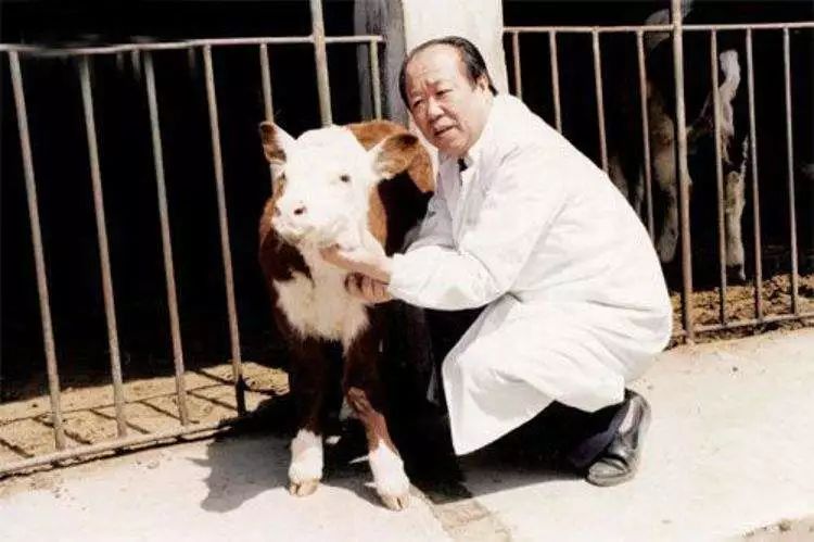 内蒙古哪里的牛最好,内蒙古的牛和其他地方的牛