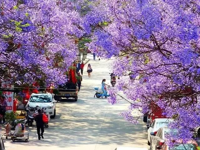 四川有座紫色小城，5月比美澳洲，比大理更多情