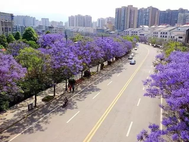 四川有座紫色小城，5月比美澳洲，比大理更多情