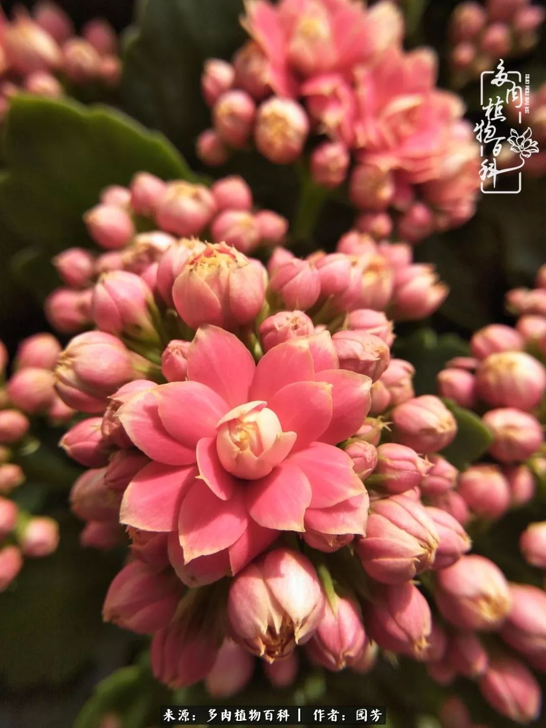 多肉开花最好看最好养前十名,多肉哪个品种开花最好看