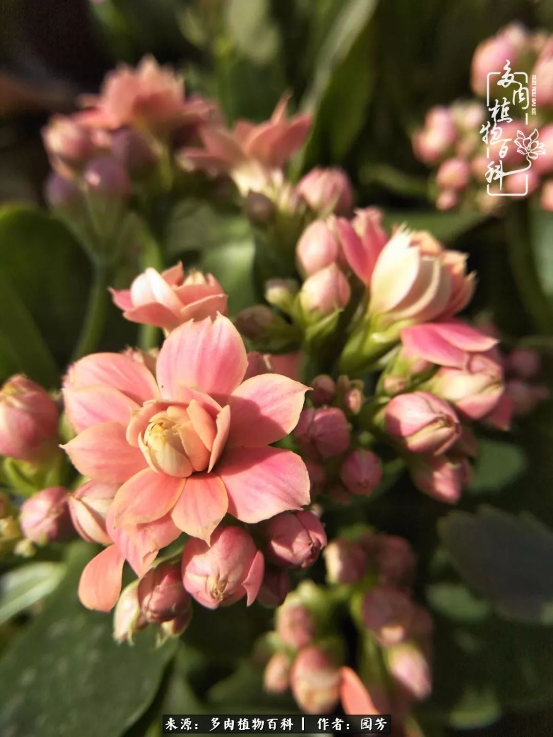 多肉开花最好看最好养前十名,多肉哪个品种开花最好看