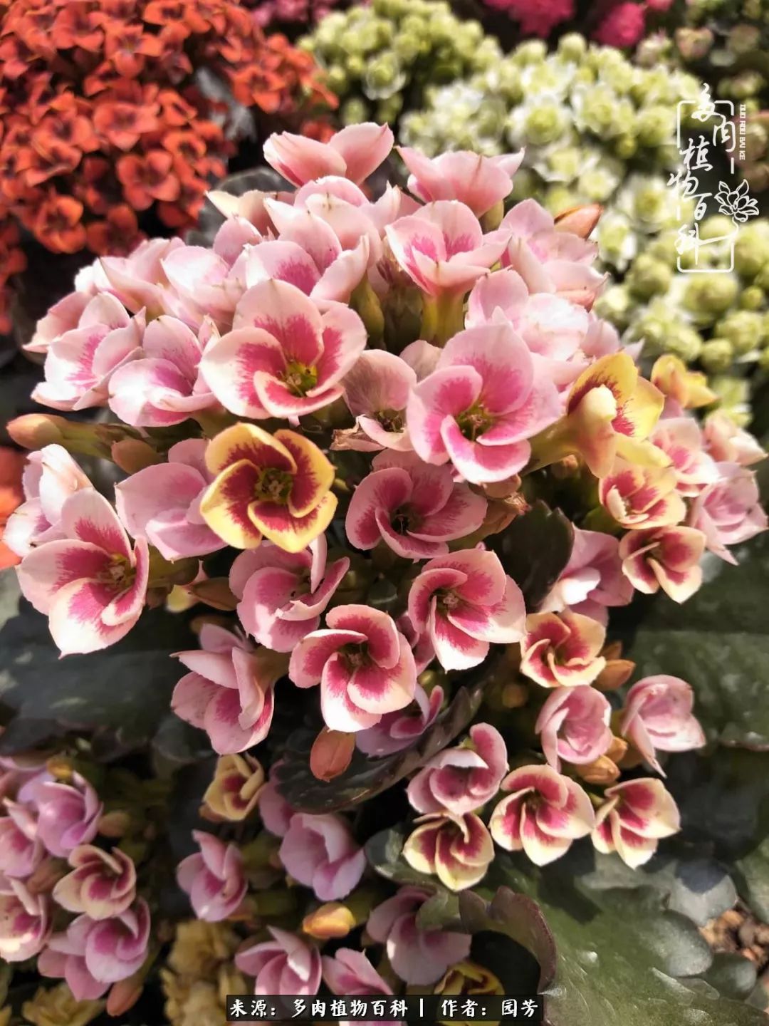 多肉开花最好看最好养前十名,多肉哪个品种开花最好看