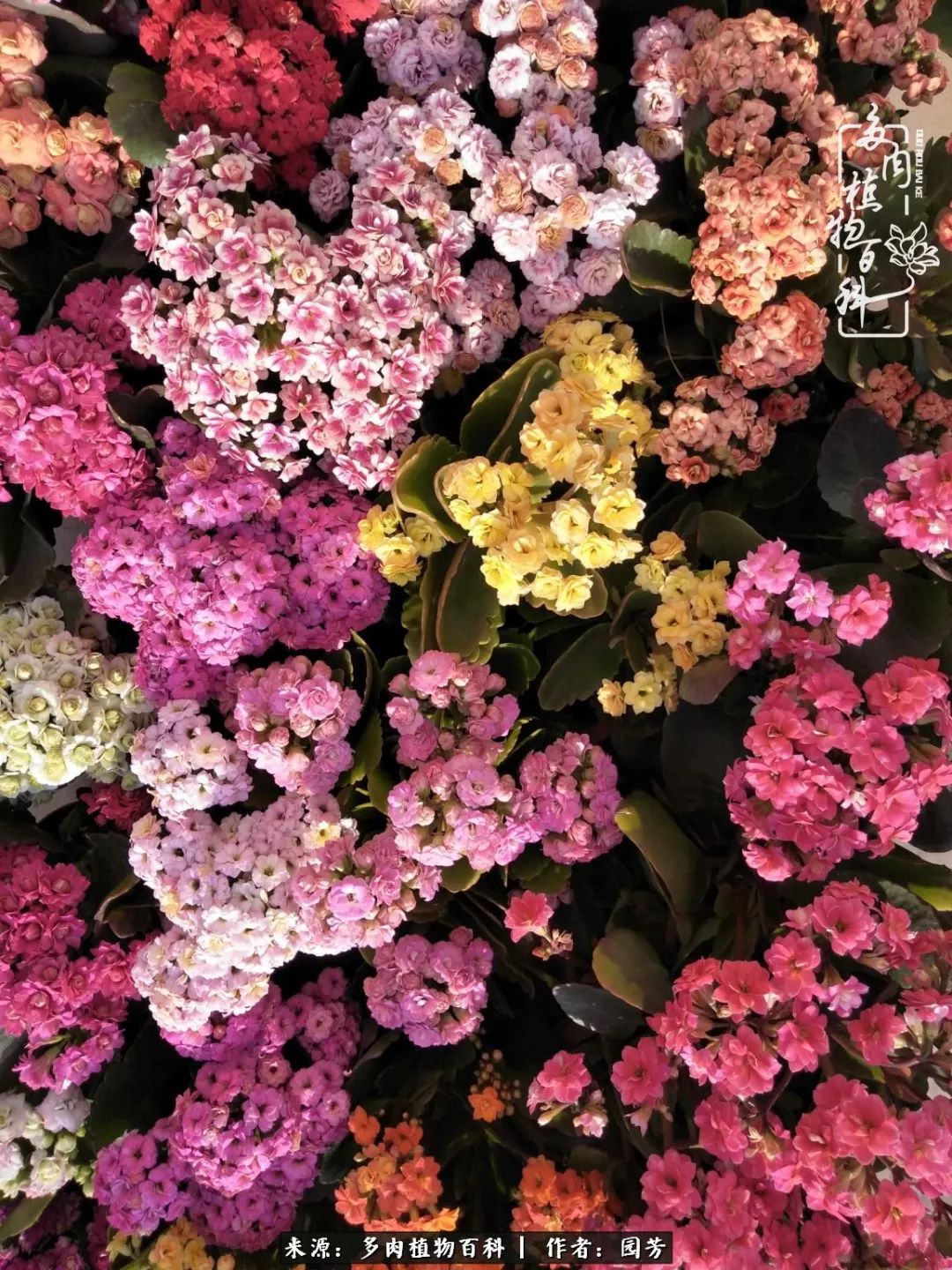 多肉开花最好看最好养前十名,多肉哪个品种开花最好看