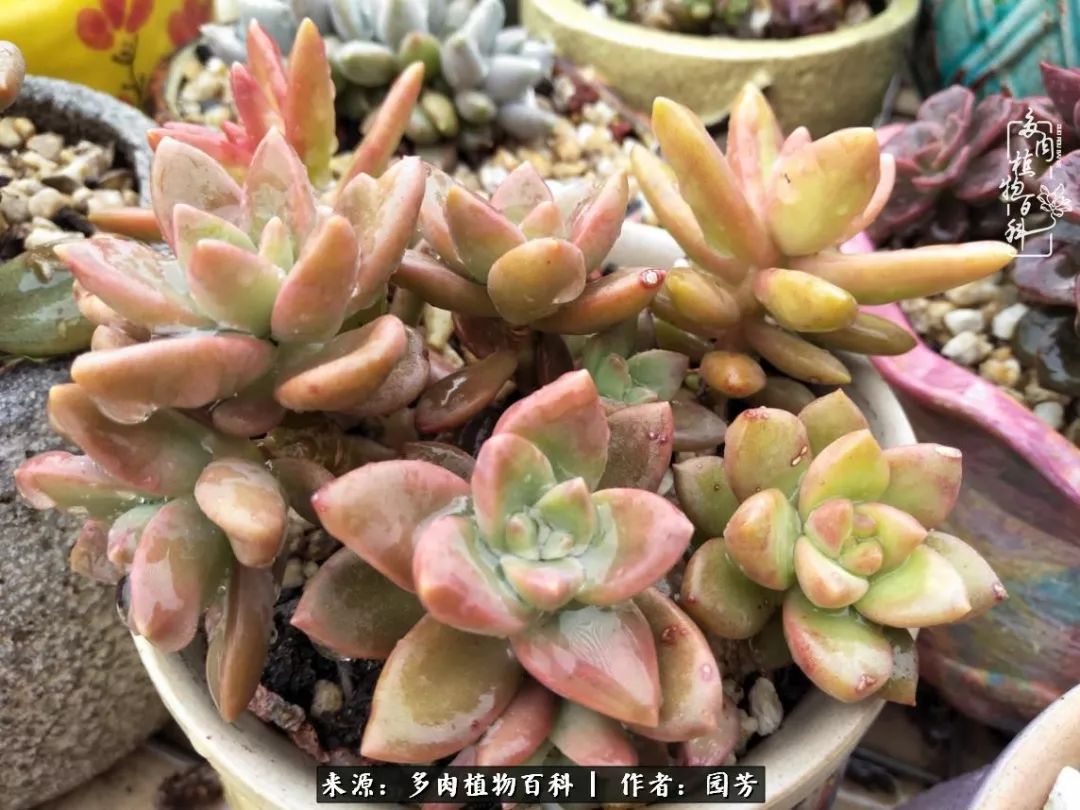 多肉开花最好看最好养前十名,多肉哪个品种开花最好看