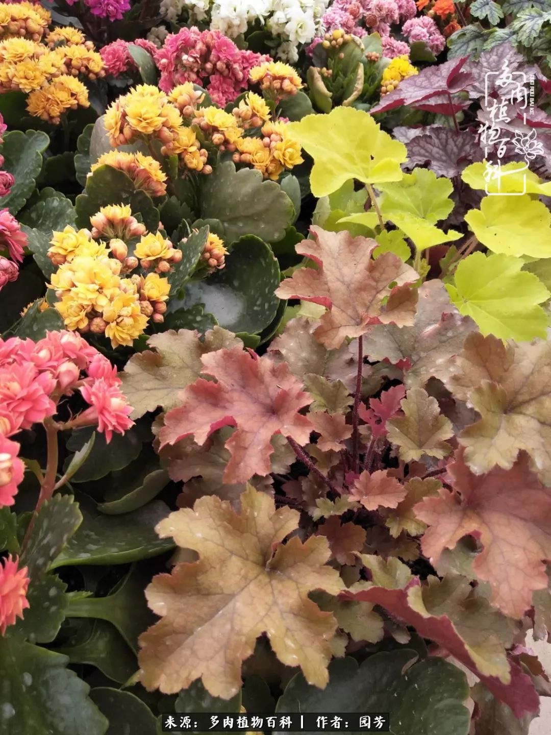 多肉开花最好看最好养前十名,多肉哪个品种开花最好看
