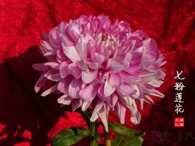 世界最美菊花图整整80种太珍贵了,世界上最美的菊花叫什么名字