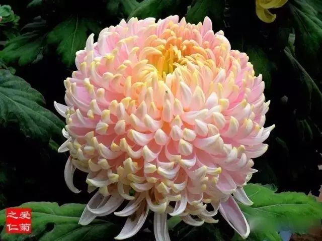 80种最美菊花高清图片,最具欣赏价值的菊花