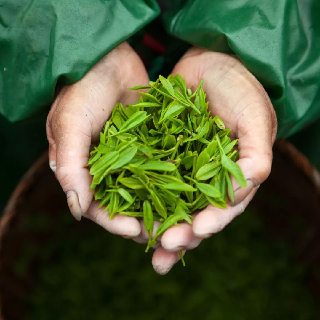 谷雨喝茶养生健康,谷雨节气与喝茶