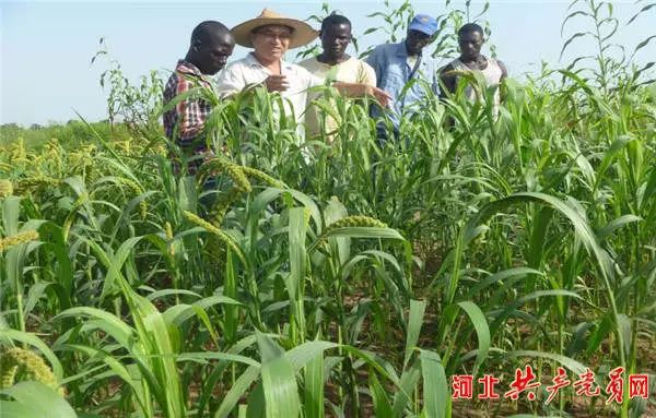 【红色冲击波】章彦俊：在非洲种谷子的“中国好人”