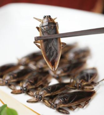 吃虫的怪物,吃虫虫真实视频