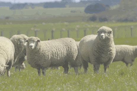 足部护理加长加热脚套,足部护理脚趾套品牌