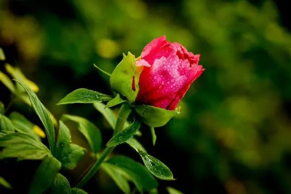 看牡丹何必去洛阳,洛阳看牡丹有多美