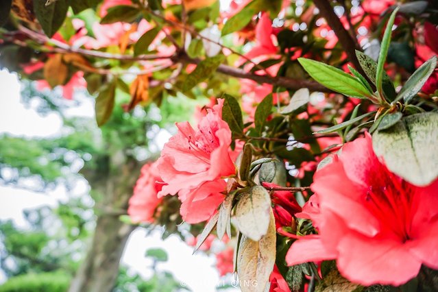 无锡赏花一日游,无锡春日樱花旅游攻略