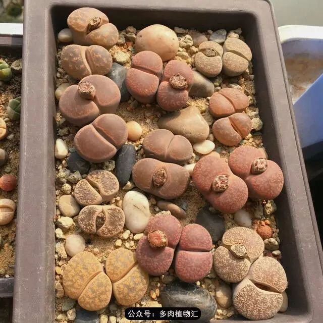 听说这段时间，肉友都在疯狂手撕屁屁？别了吧，再撕屁屁就烂了！