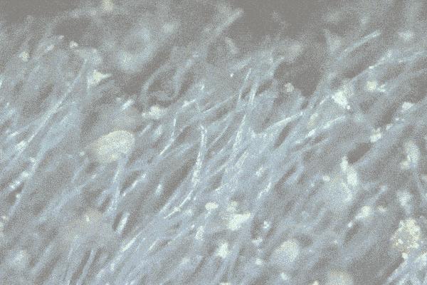 你的头发一天一次还长吗,你的头发那么长不会掉下来吗