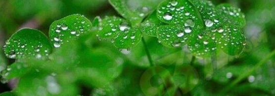 今日谷雨春光将逝莫辜负,今日谷雨原创