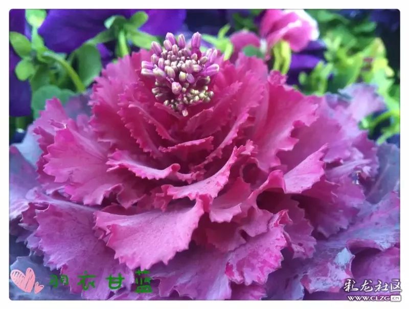 云南昆明花之都鲜花,昆明鲜花之都