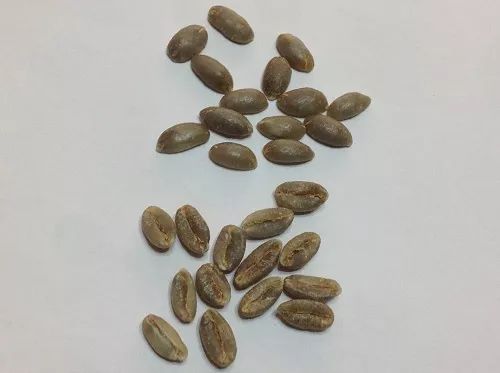 世界十大著名咖啡品种是哪些,著名的咖啡品种及产地风味特点