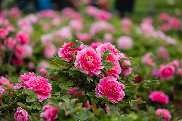 璞鍙ら兘涔嬬編,璞娌冲崡鍙戠幇涓嶄竴鏍风殑涓師涔嬬編