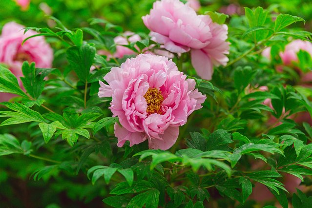 璞鍙ら兘涔嬬編,璞娌冲崡鍙戠幇涓嶄竴鏍风殑涓師涔嬬編