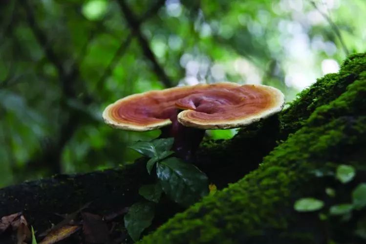 与西兰花相似的东西,什么东西可以代替西蓝花