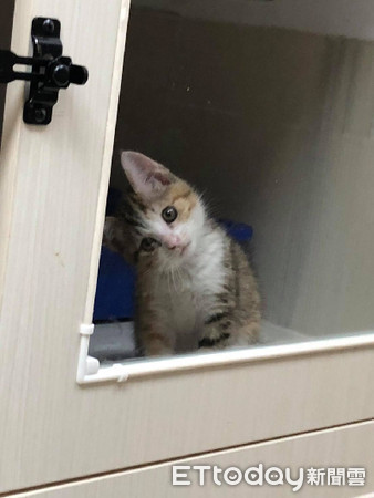 炒菜硬是要闻香　调皮猫胡须被烫成卷的