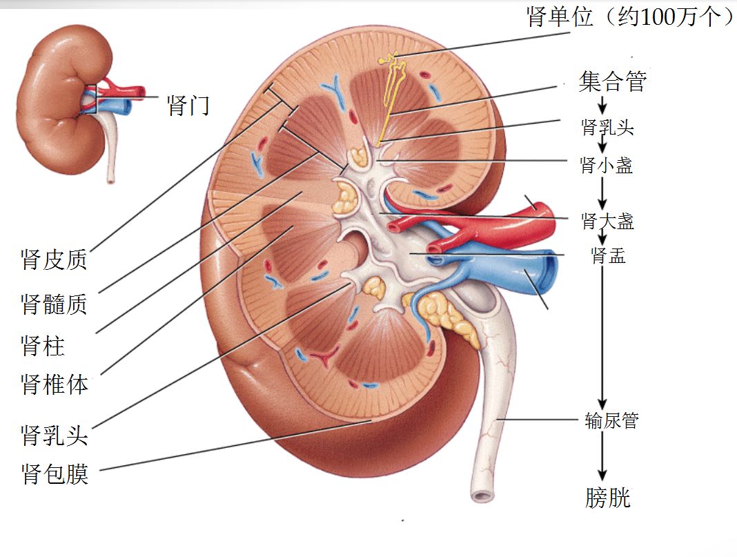 科普肾脏,医学科普出汗和肾脏关系