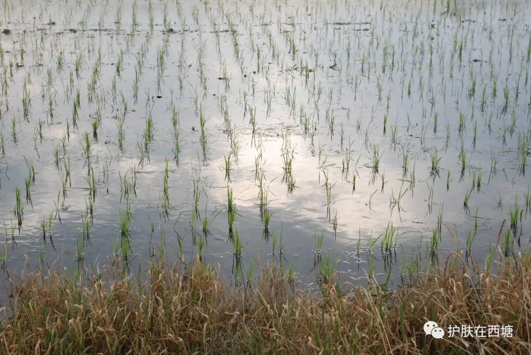 药膏和护肤品使用顺序,维呵集护肤品使用顺序