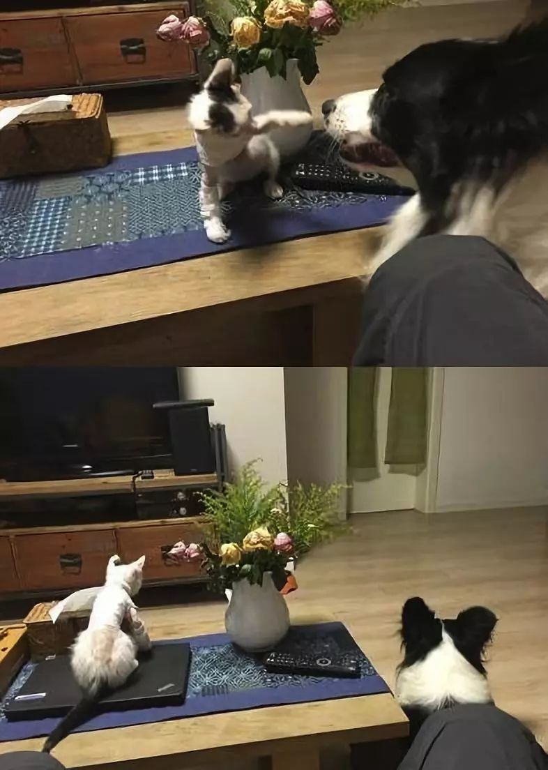 小猫皮肤溃烂被遗弃，新主人不顾病危通知，坚持治疗换来新生！