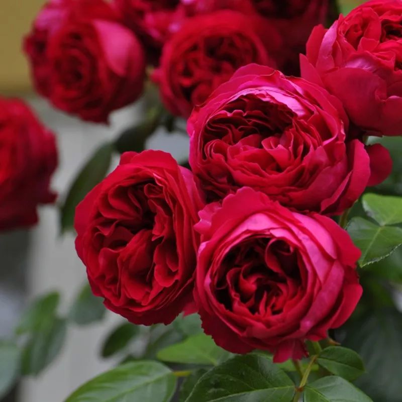 月季美植袋大苗,安徽品种月季袋苗大量供应