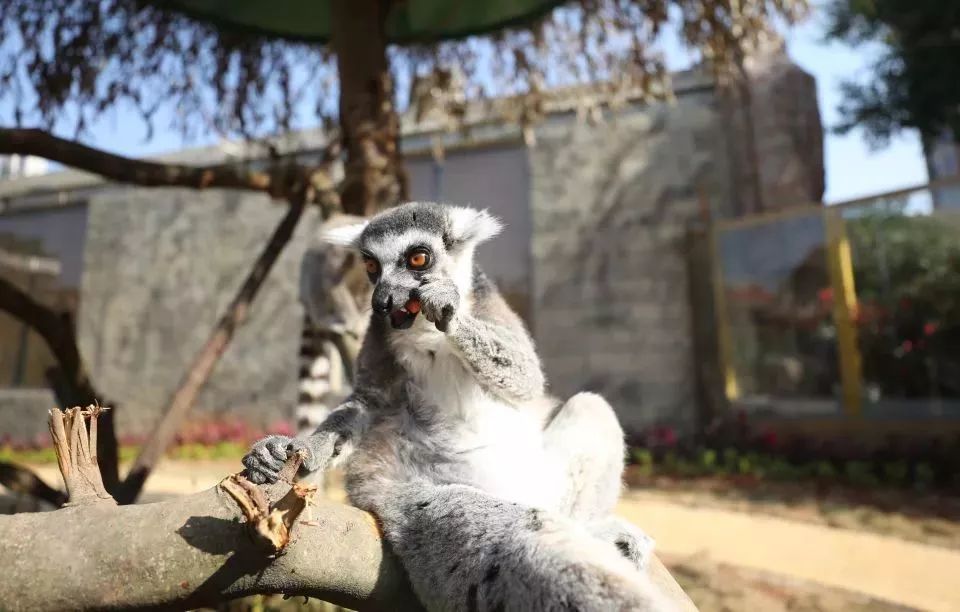 灵玲国际马戏城儿童节,厦门灵玲国际马戏城大熊猫叫什么
