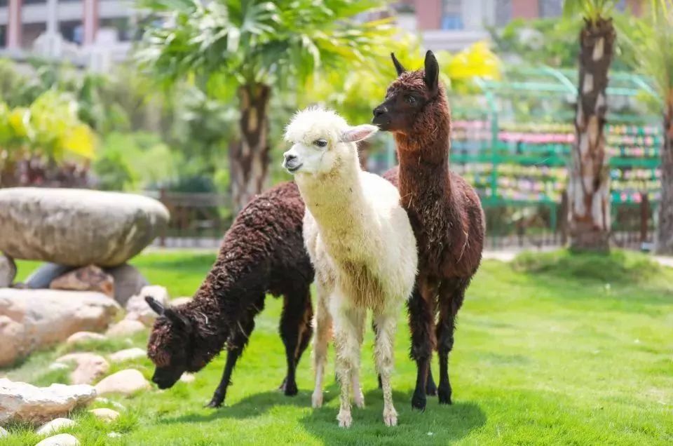 灵玲国际马戏城儿童节,厦门灵玲国际马戏城大熊猫叫什么