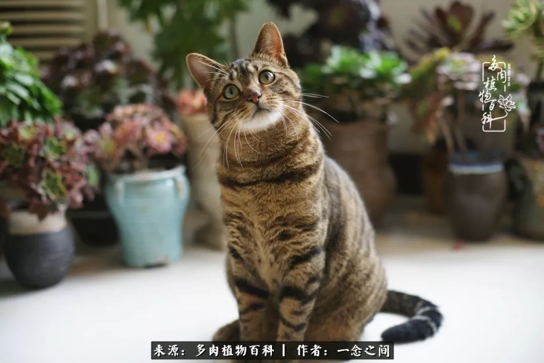 天敌Or天使：多肉与萌宠共处一室，究竟是谁的幸与不幸?