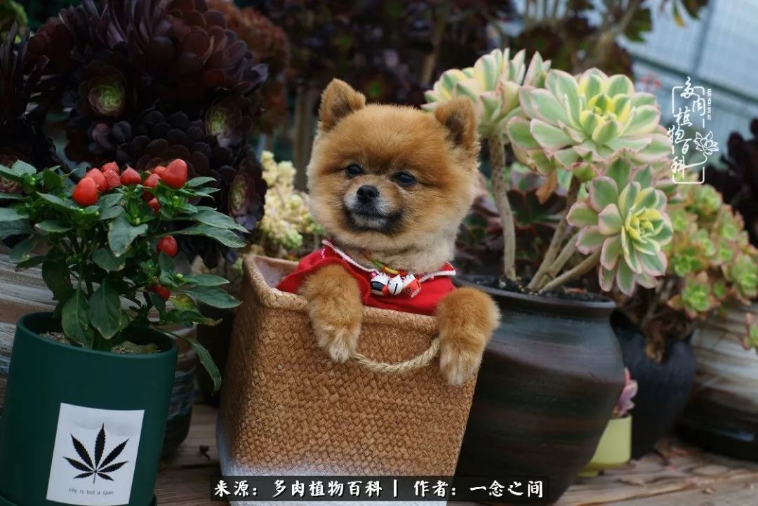 天敌Or天使：多肉与萌宠共处一室，究竟是谁的幸与不幸?