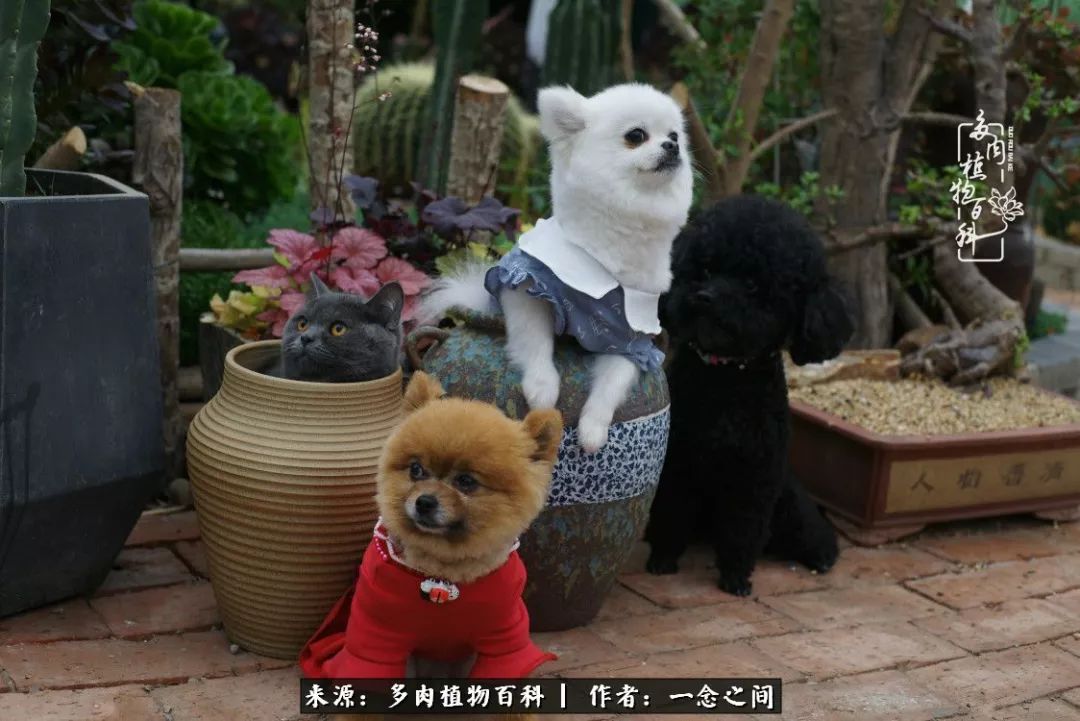 天敌Or天使：多肉与萌宠共处一室，究竟是谁的幸与不幸?