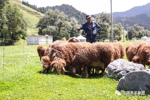 他把羊肉带出了天山,半年在京东“圈粉”30万