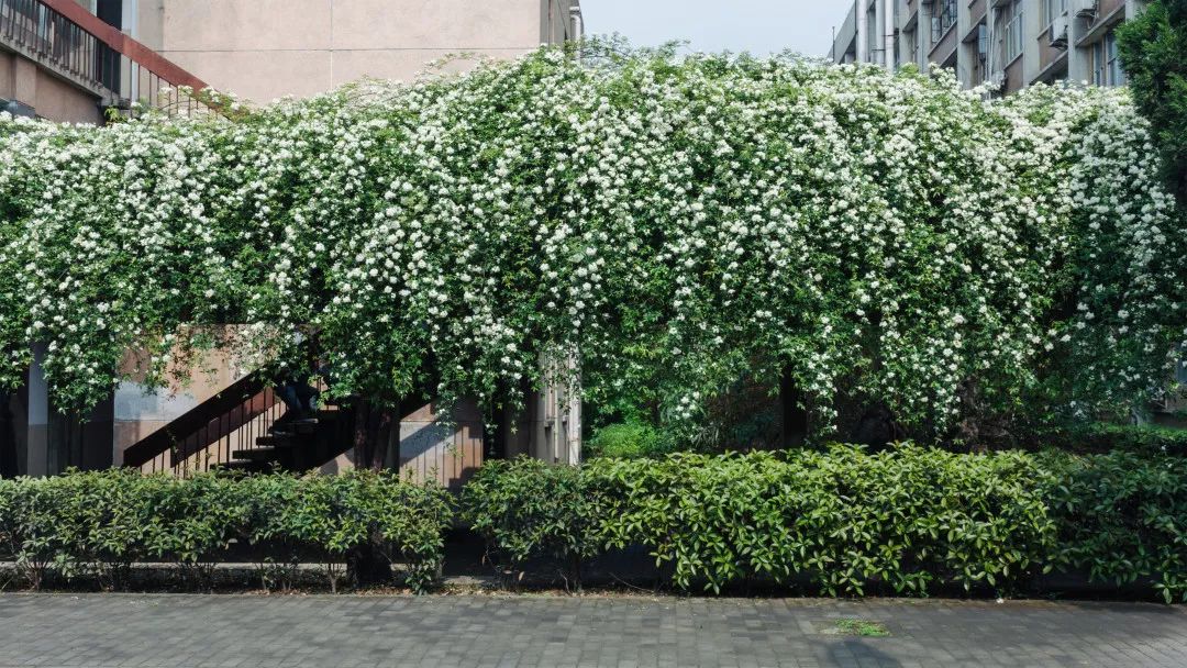 川大望江校区周边拍照打卡地,宝藏公园免费拍照地点