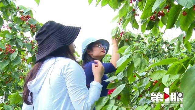 樱桃里面的虫子怎么能泡出来,樱桃里的虫子怎么样才能泡出来